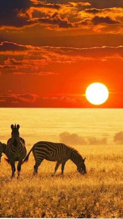 Two zebras grazing in a golden grassy field under a vivid orange sunset sky