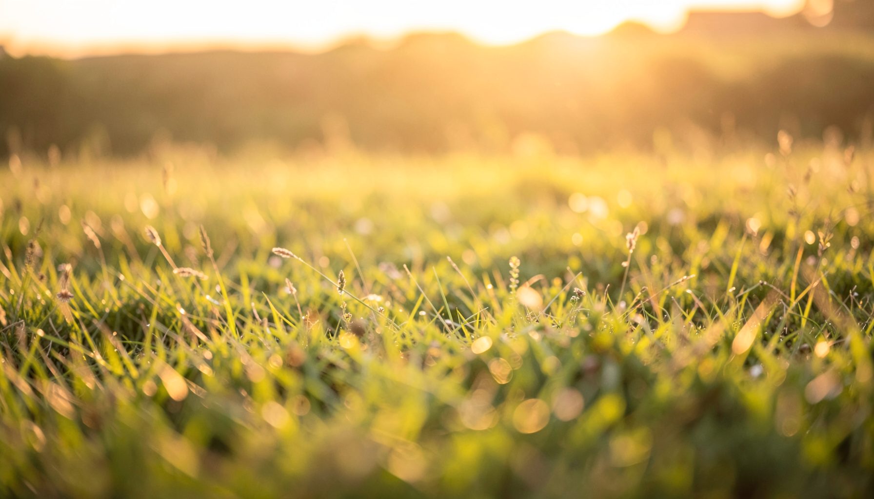 A warm, soft-focus scene of a sunlit grassy field at golden hour, evoking calm and simple outdoor joy